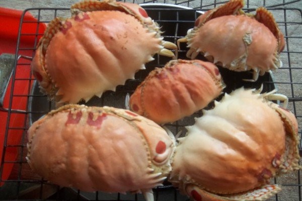 Kh&aacute;m ph&aacute; kỳ th&uacute; về con c&uacute;m n&uacute;m, đặc sản Cần Giờ - Ảnh 1.