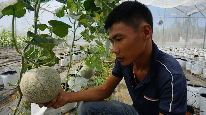 Từ thợ sửa xe thành 'chuyên gia' dưa lưới