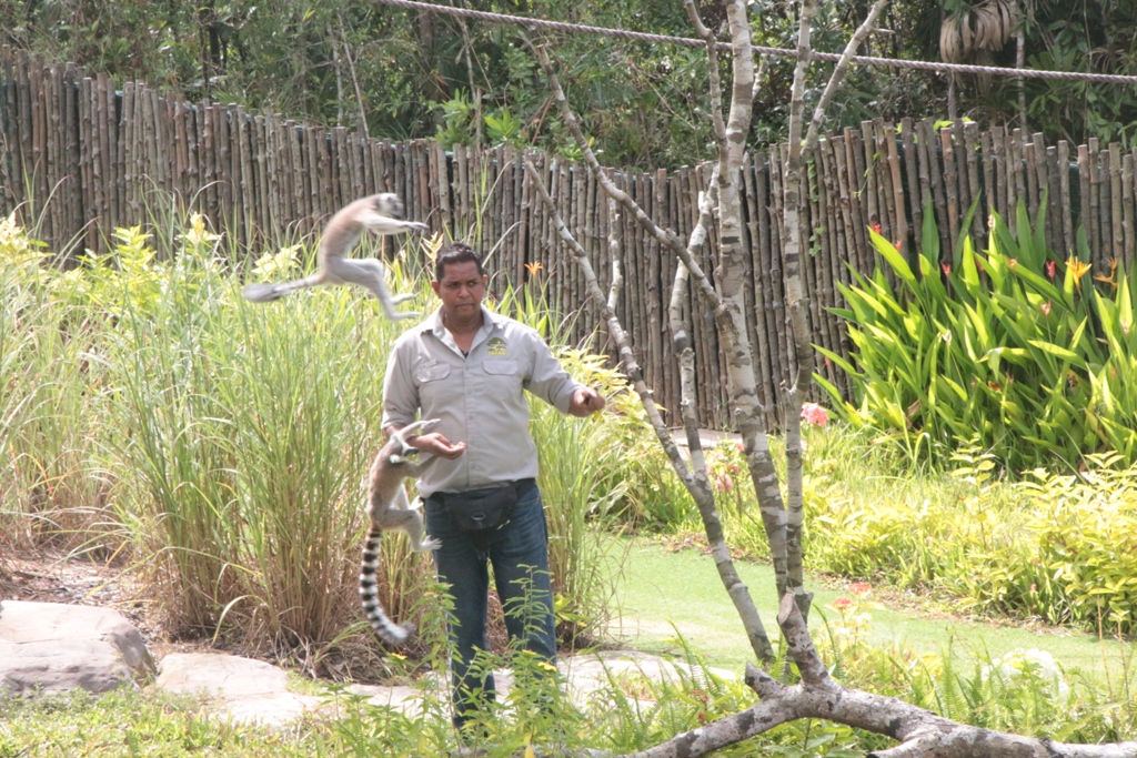 Mãn nhãn với màn biễu diễn thú ở Safari Phú Quốc - Ảnh 2.