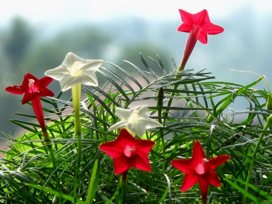 Hoa t&oacute;c ti&ecirc;n của cha - Ảnh 1.