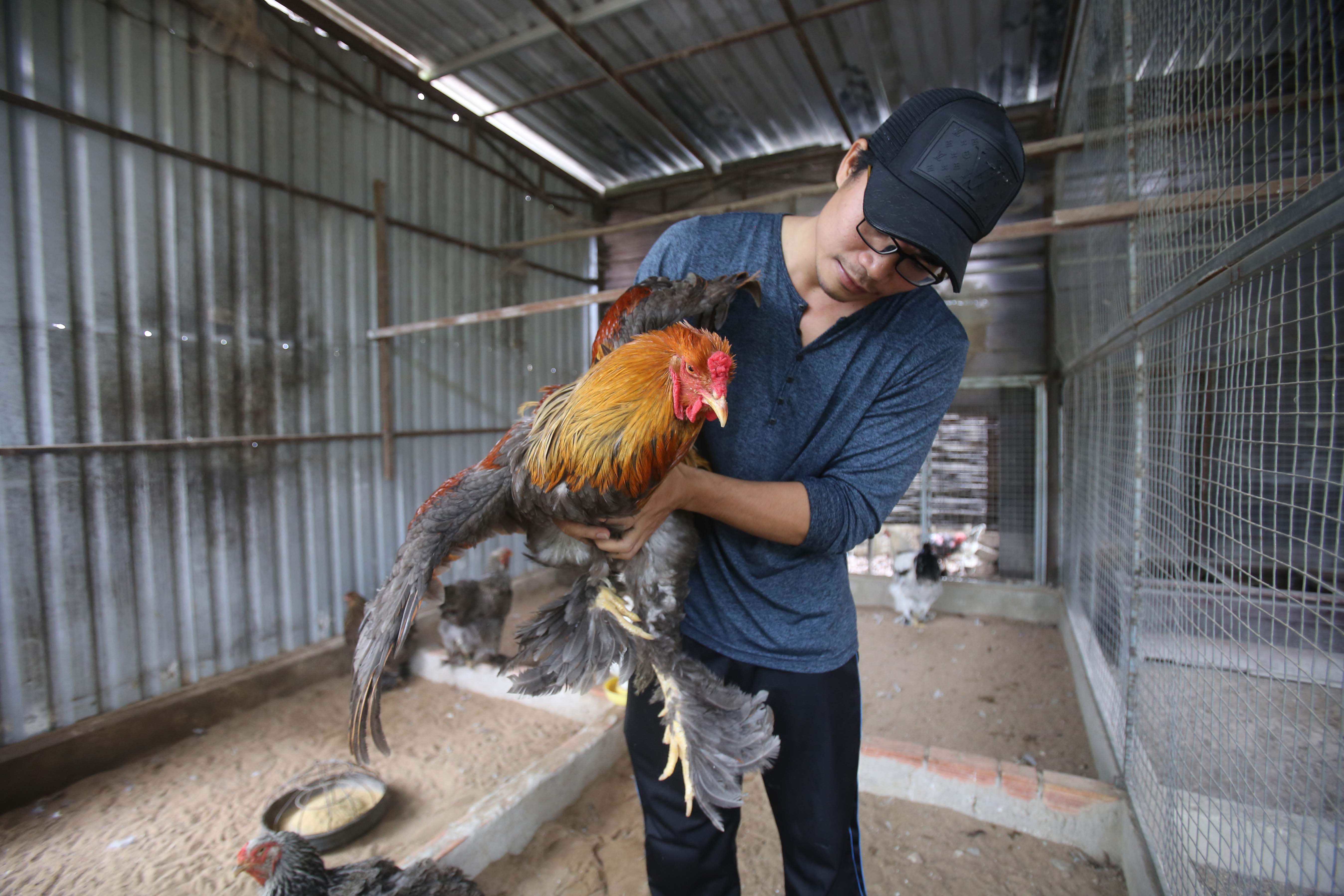 Gà Kỳ Lân khổng lồ (hay còn được gọi là gà Brahma), là loại gà có hai chùm lông như bộ râu xòe rộng ra 2 bên má, chân lông rậm tới chân. Gà có 5 ngón trên mỗi bàn chân và 3 cựa rất khỏe