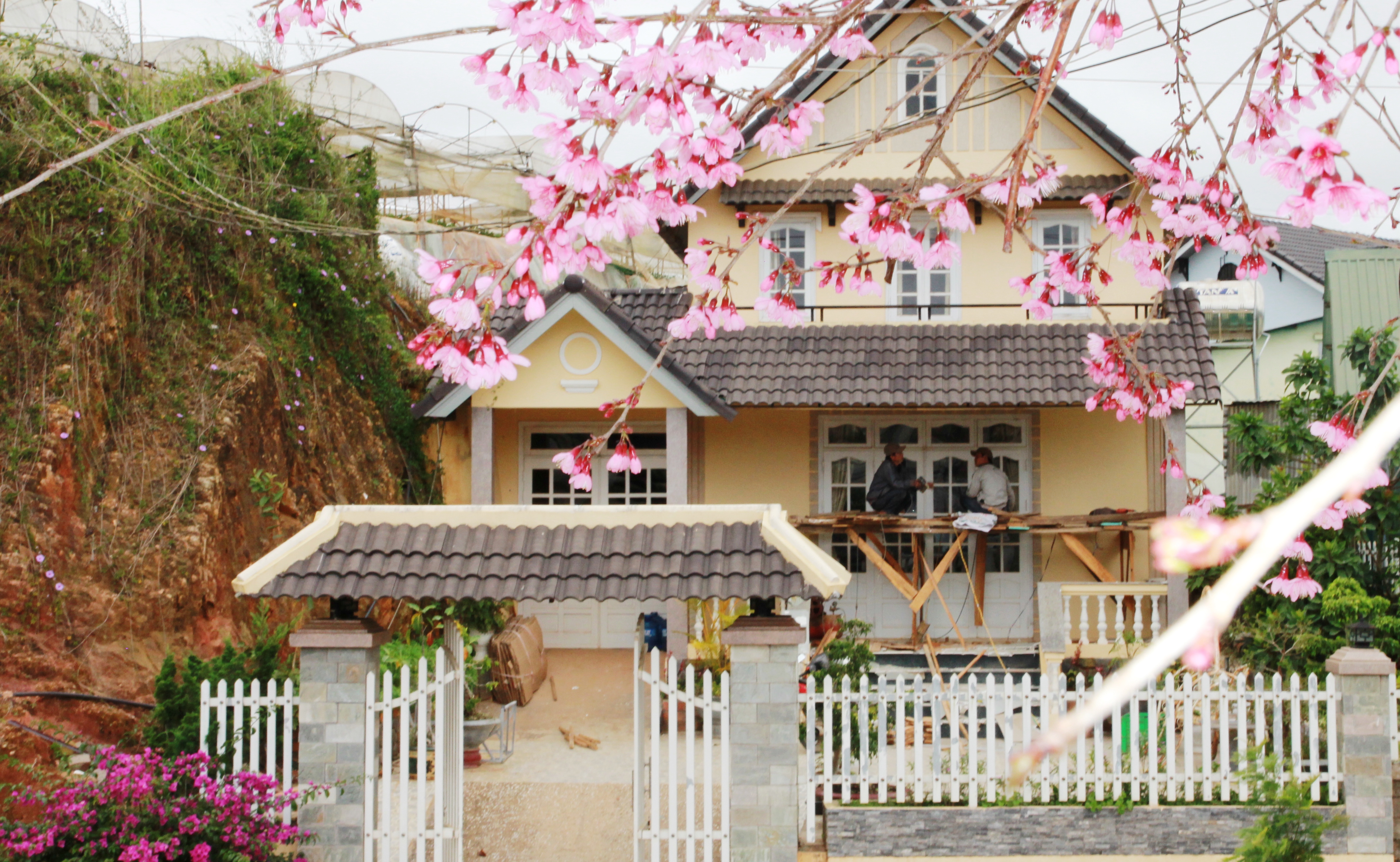 Tỉnh Lâm Đồng hủy tổ chức Ngày hội hoa mai anh đào Đà Lạt do thời tiết bất lợi.
