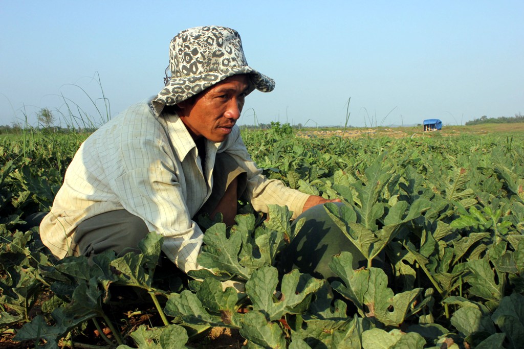 Nông dân Quảng Ngãi lo lắng vì dưa hấu đến ngày thu hoạch không có thương lái đến thu mua. Ảnh: Tử Trực