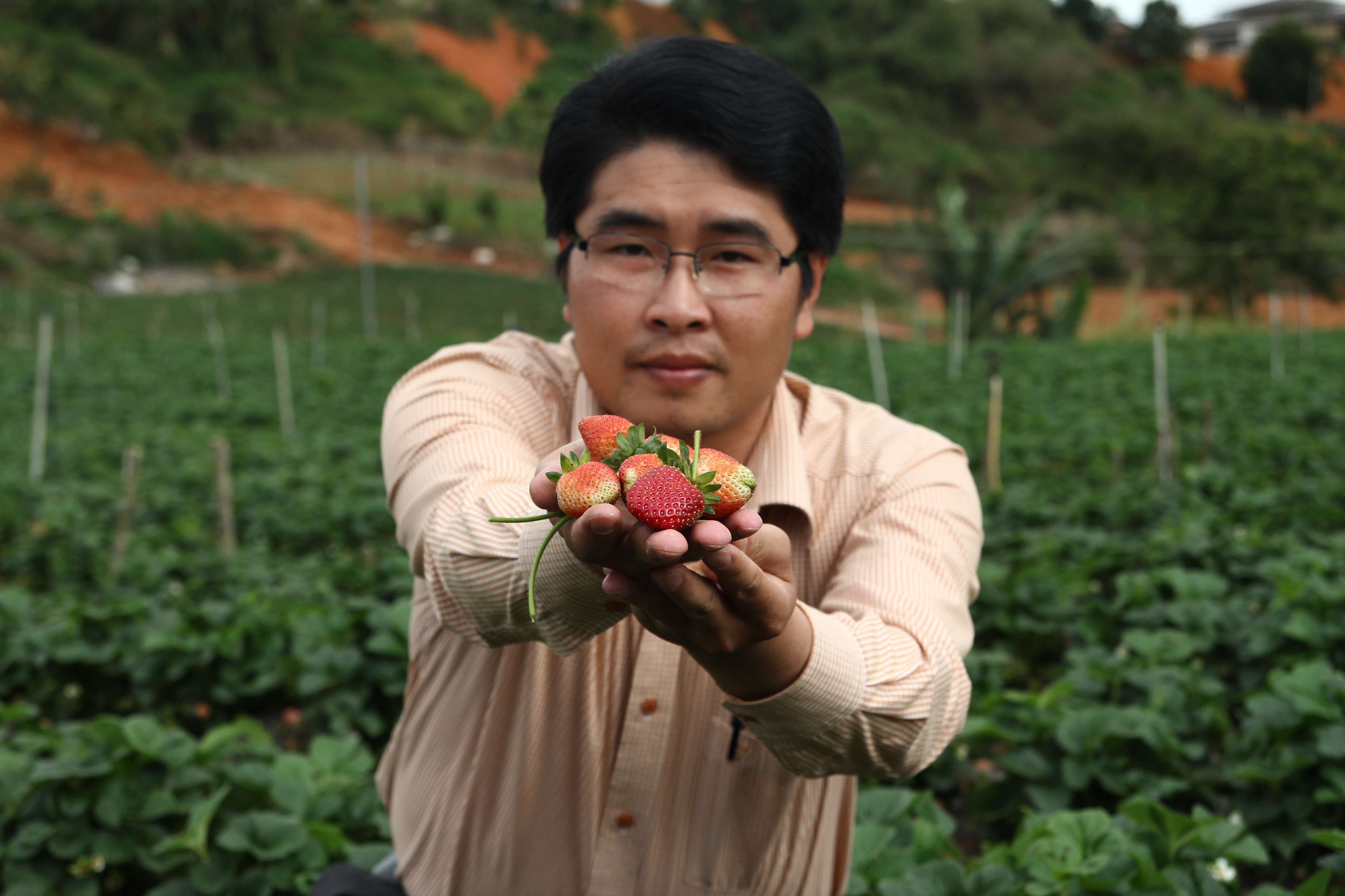 Gắn nhãn cho thương hiệu "Dâu tây Đà Lạt"