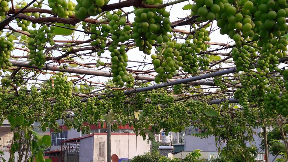 35m2 sân thượng thu 2 tạ nho - Ảnh 2.