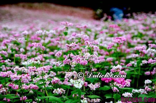 Tất tần tật kinh nghiệm du lịch H&agrave; Giang - Ảnh 2.