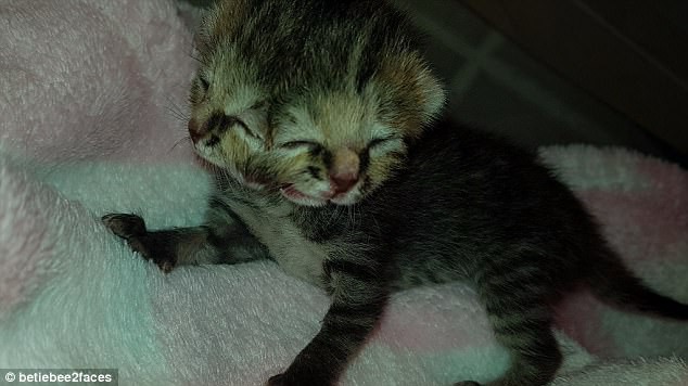 Mèo con 2 mặt gây sốt đã chết sau 16 ngày - Ảnh 4.