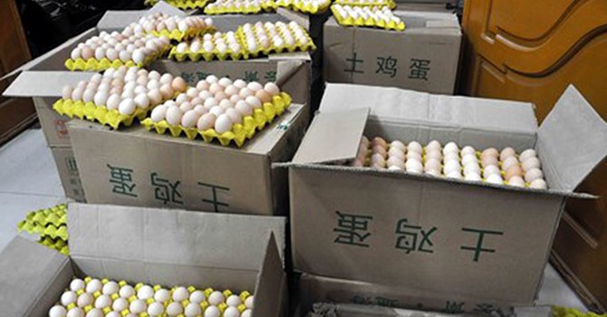 Một đêm bắt 18.000 quả trứng gà in chữ Trung Quốc