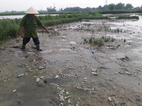 Cá chết trắng đồng nghi do nhà máy xả nước thải