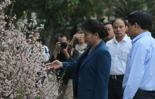 Kéo dài thêm một ngày lễ hội hoa anh đào