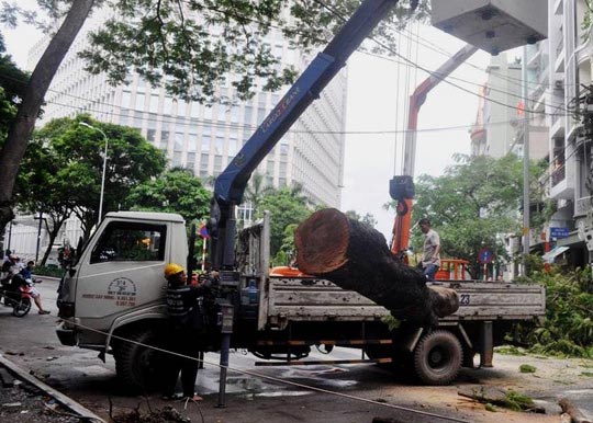 TP HCM: Cây xanh bật gốc níu dây điện, gây nổ
