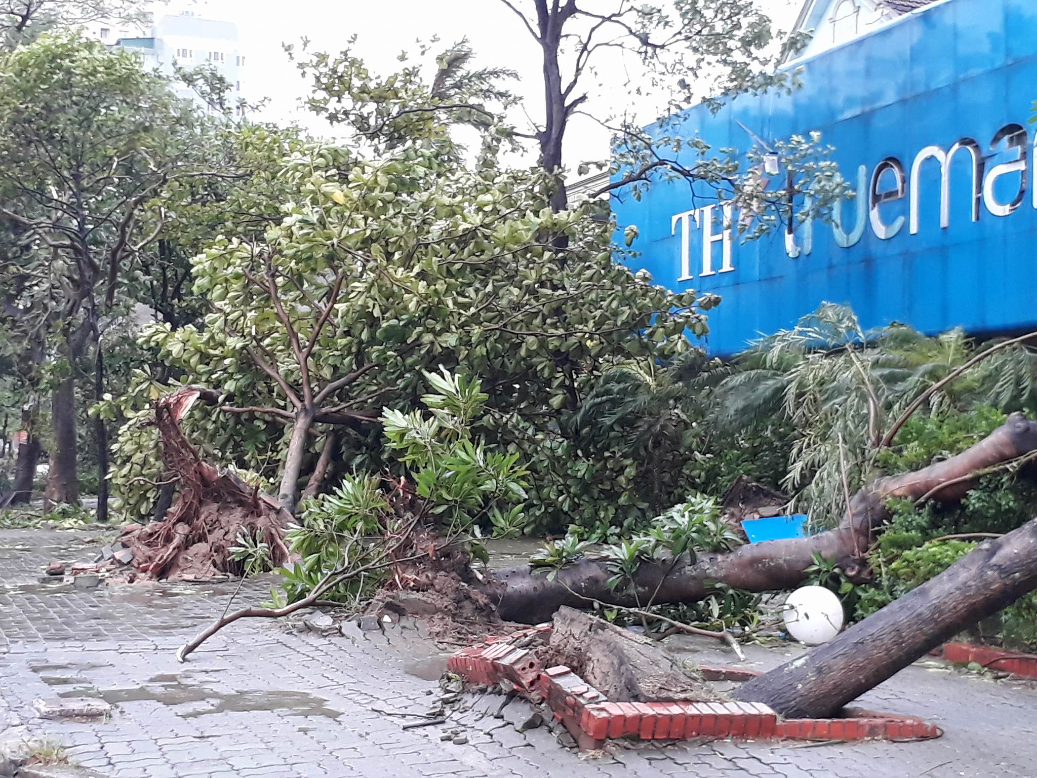 Bão số 2 vào đất liền: Cây đổ, mất điện, nhà tốc mái - Ảnh 12.
