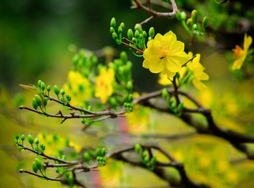 Loại hoa nào nên và không nên cắm trên ban thờ ngày Tết