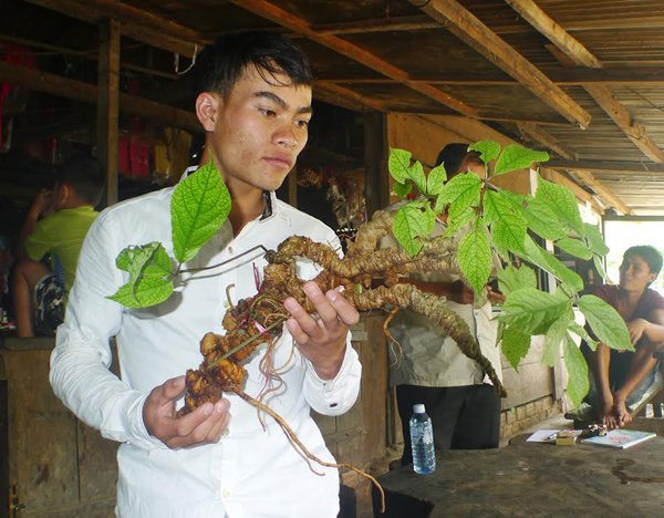 Mua sâm Ngọc Linh cẩn thận kẻo rước "củi" về nhà