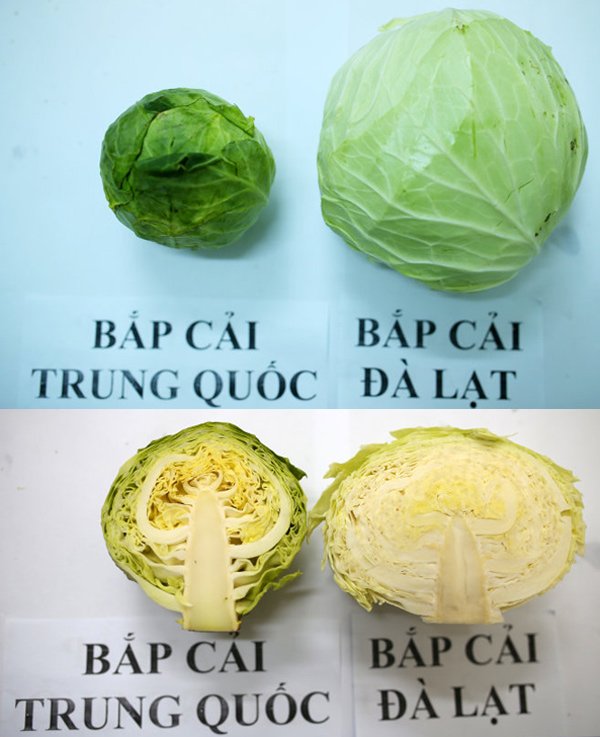 C&aacute;ch ph&acirc;n biệt rau củ quả Trung Quốc v&agrave; Đ&agrave; Lạt - Ảnh 4.