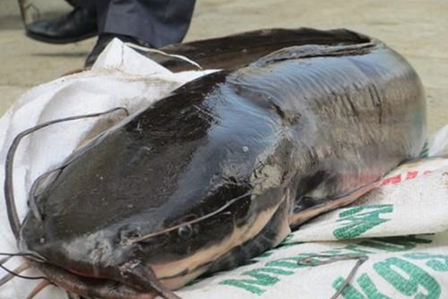 Cá trê "thủy quái" trên 10 kg/con: "Nhìn đã thấy sợ, nói chi ăn"