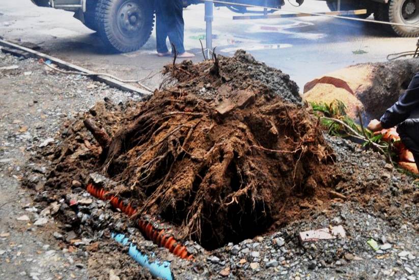 Cây xanh bật gốc níu dây điện, gây nổ gần đường Nguyễn Huệ