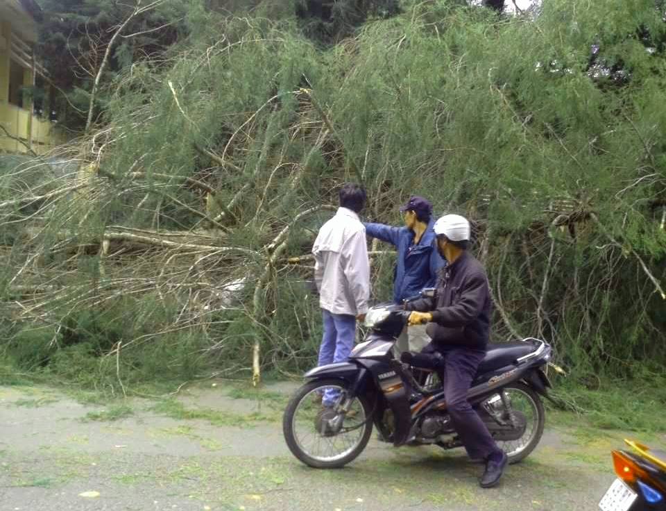 Thót tim cây tùng 30 năm tuổi đổ trên phố Đà Lạt - Ảnh 2.