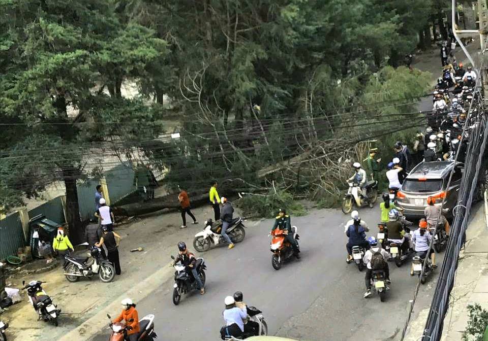 Thót tim cây tùng 30 năm tuổi đổ trên phố Đà Lạt