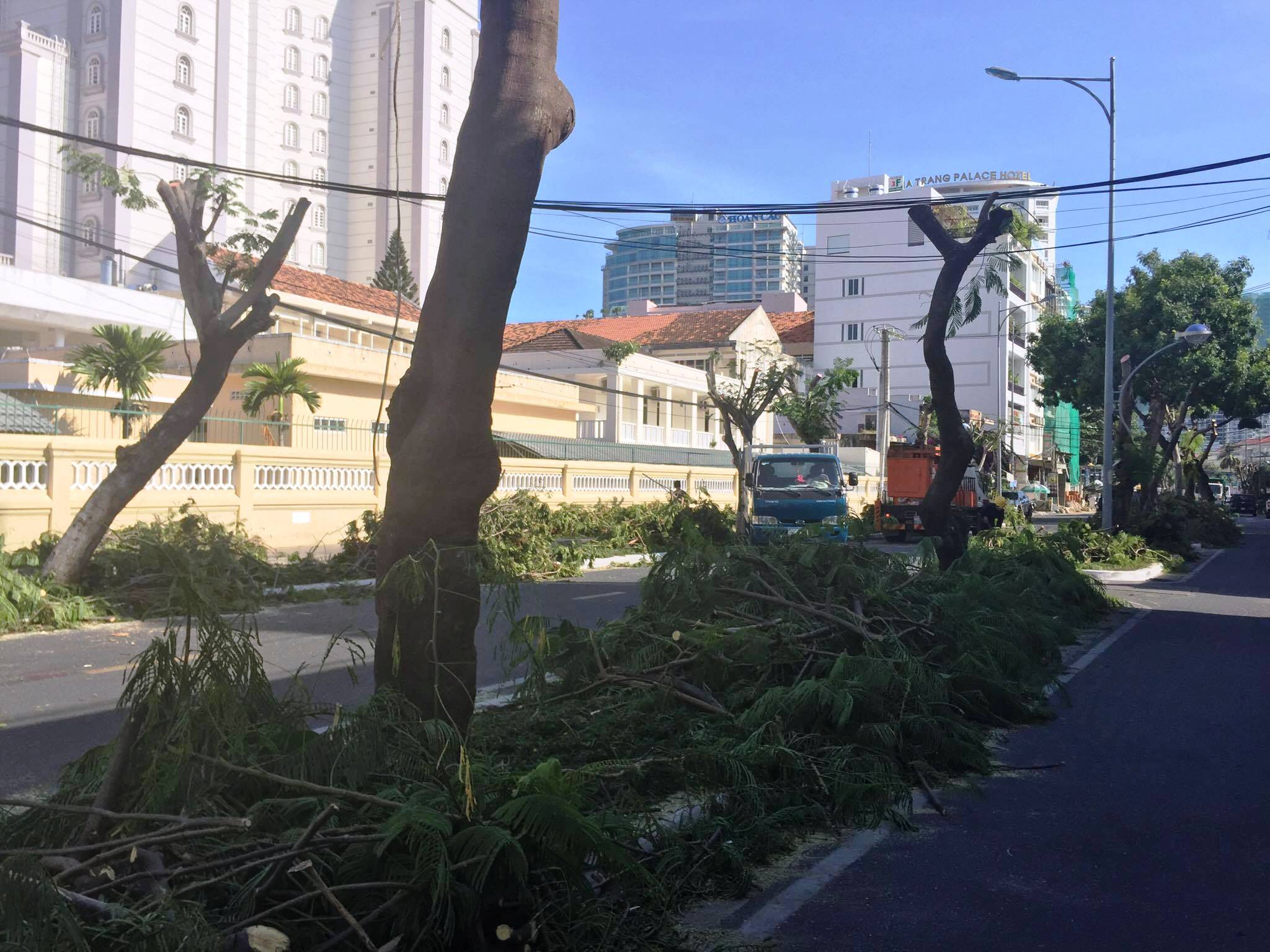 TP Nha Trang đào hàng loạt cây xanh mở rộng đường