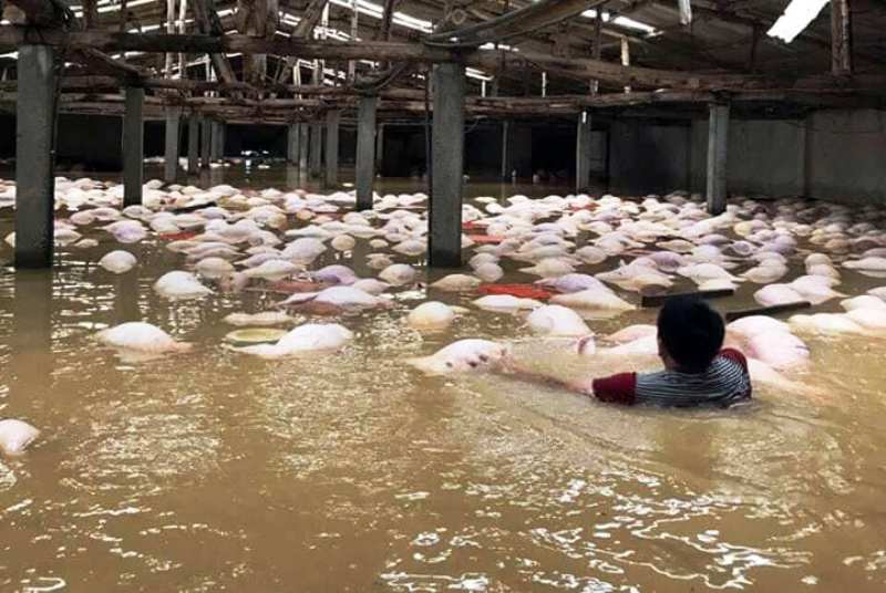 Gom 4.000 con lợn chết do mưa lũ đi tiêu hủy