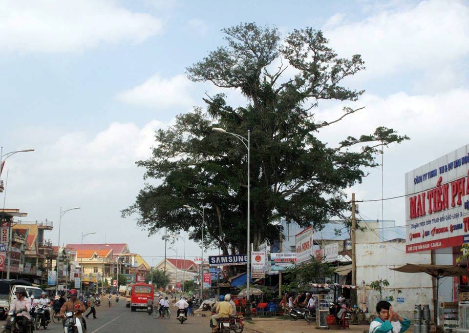 Đa cổ thụ bật gốc từ từ trong khu chợ, cả thị trấn xôn xao - Ảnh 5.
