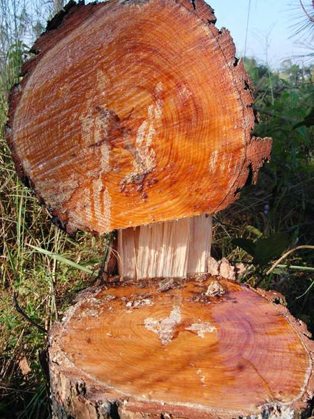 Bắt 1 chủ tịch xã vì cho doanh nghiệp phá rừng phòng hộ - Ảnh 1.