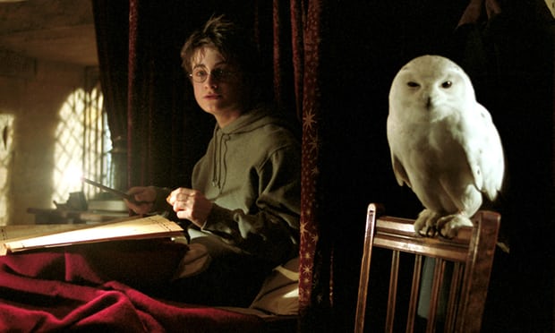 "Harry Potter" khiến loài cú ở châu Á gặp nguy hiểm