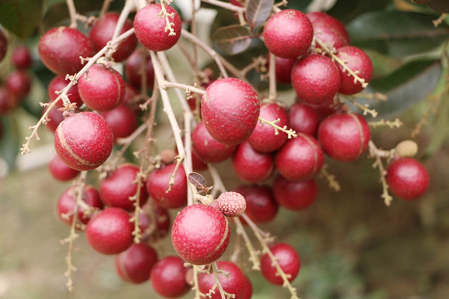Nh&atilde;n t&iacute;m độc nhất v&ocirc; nhị miền T&acirc;y: Nh&igrave;n l&agrave; m&ecirc;, sờ l&agrave; th&iacute;ch - Ảnh 3.