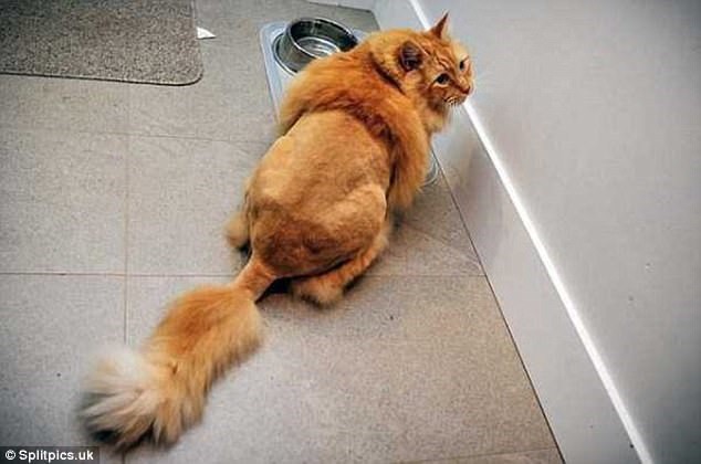 Những chú m&egrave;o có b&ocirc;̣ l&ocirc;ng độc đ&aacute;o ai cũng phải bật cười - Ảnh 3.