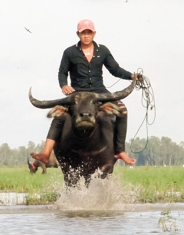 Mùa len trâu ở miền Tây Nam bộ - Ảnh 3.
