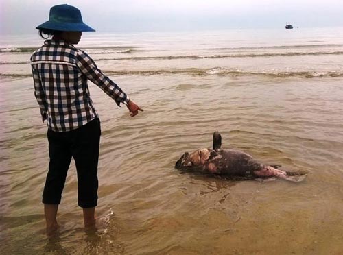 Vụ Formosa là sự cố, không phải sự kiện!