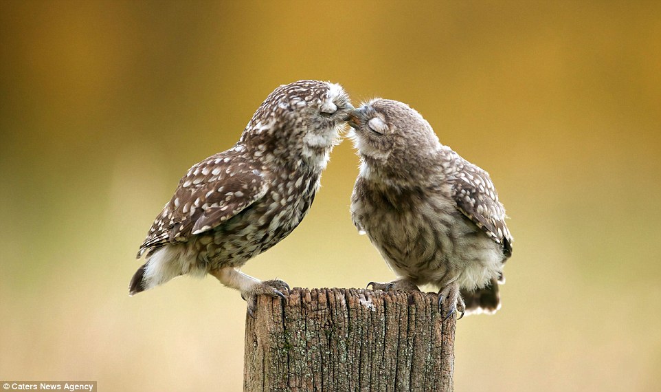 Chùm ảnh những nụ hôn nóng bỏng khắp thế giới ngày Valentine