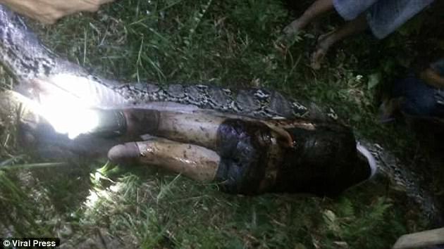 Indonesia: Kinh hoàng người chết trong bụng trăn