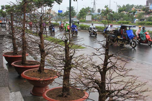 Người trồng mai ở Thủ Đức, TP HCM lo lắng khi cận Tết m&agrave; trời c&ograve;n đổ mưa Ảnh: Sỹ Đ&ocirc;ng