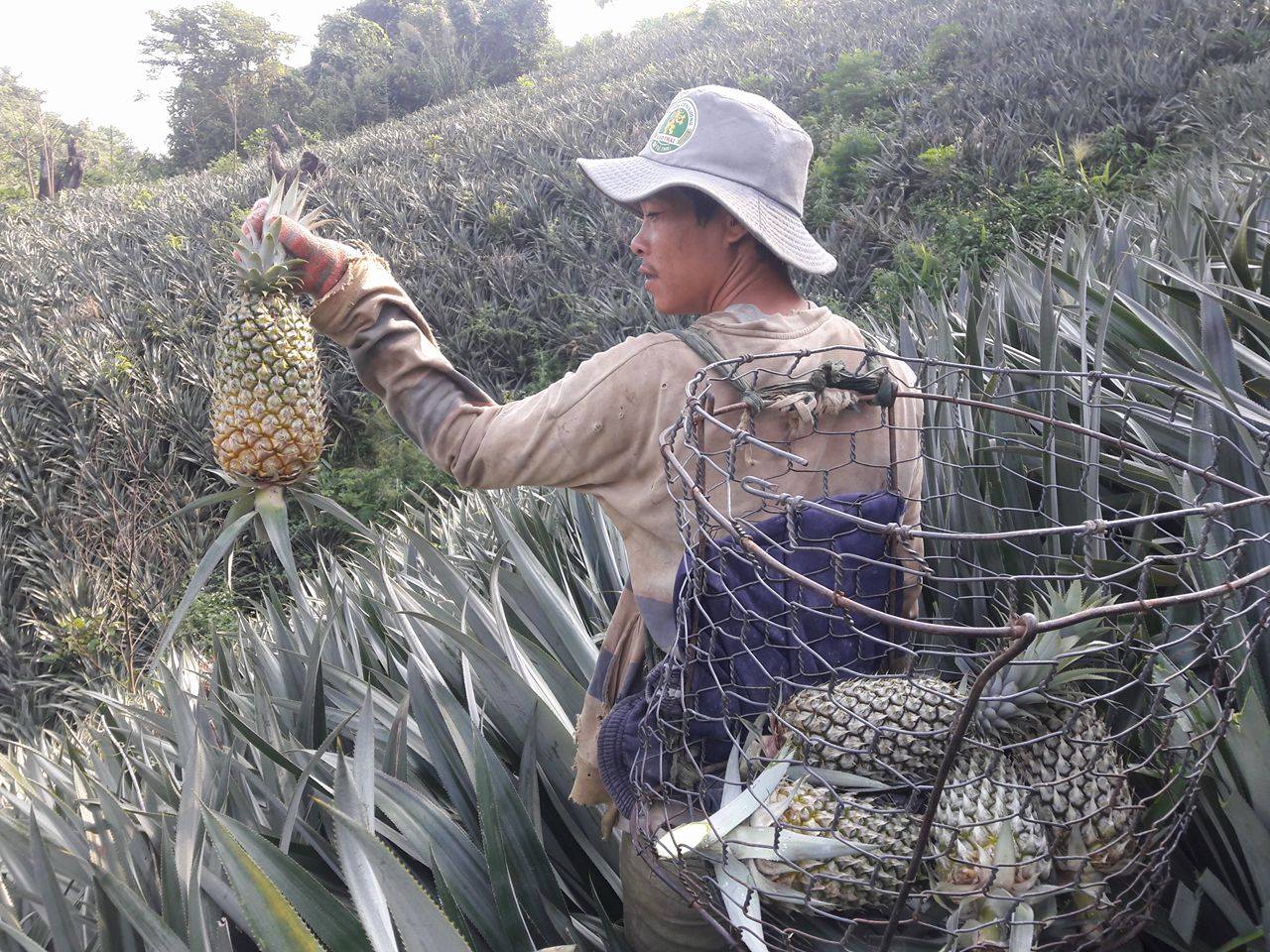 Mỗi hecta dứa, nông dân sẽ có lãi hơn 20 triệu động sau một năm rưỡi tốn công chăm sóc