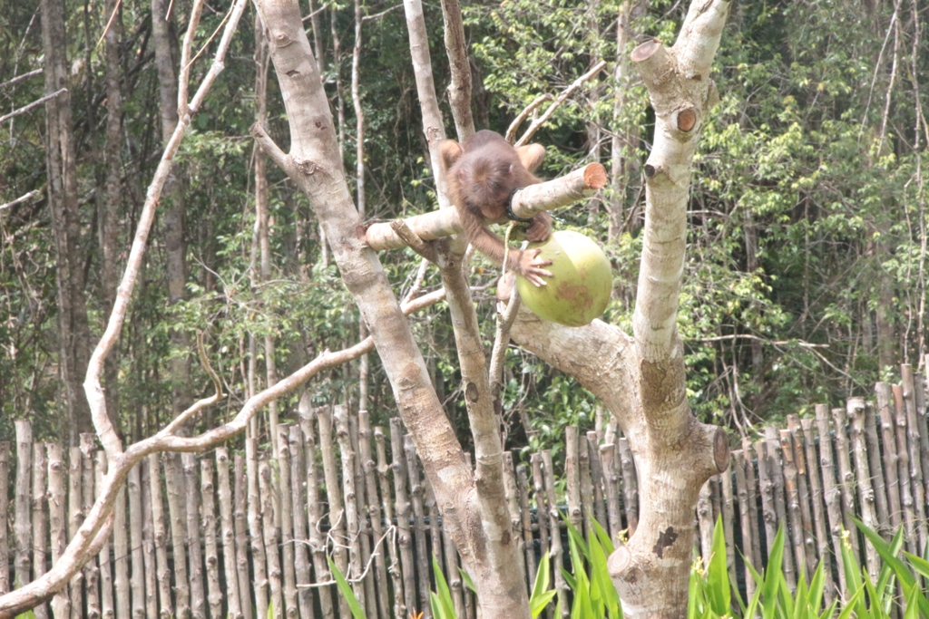 Mãn nhãn với màn biễu diễn thú ở Safari Phú Quốc - Ảnh 4.