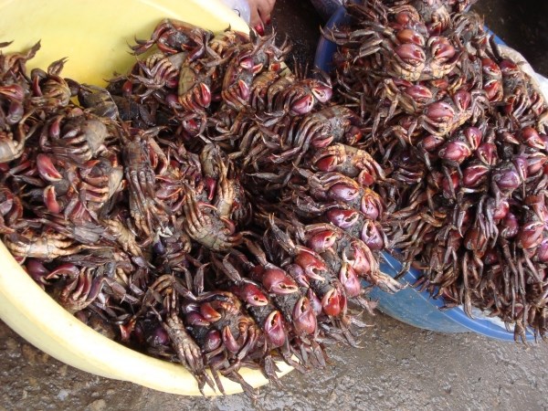 Điều &iacute;t người biết về con ba kh&iacute;a nổi tiếng của C&agrave; Mau - Ảnh 4.
