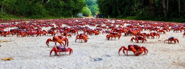 Cuộc di cư &lsquo;rầm rộ&rsquo; của h&agrave;ng triệu con cua đỏ - Ảnh 5.