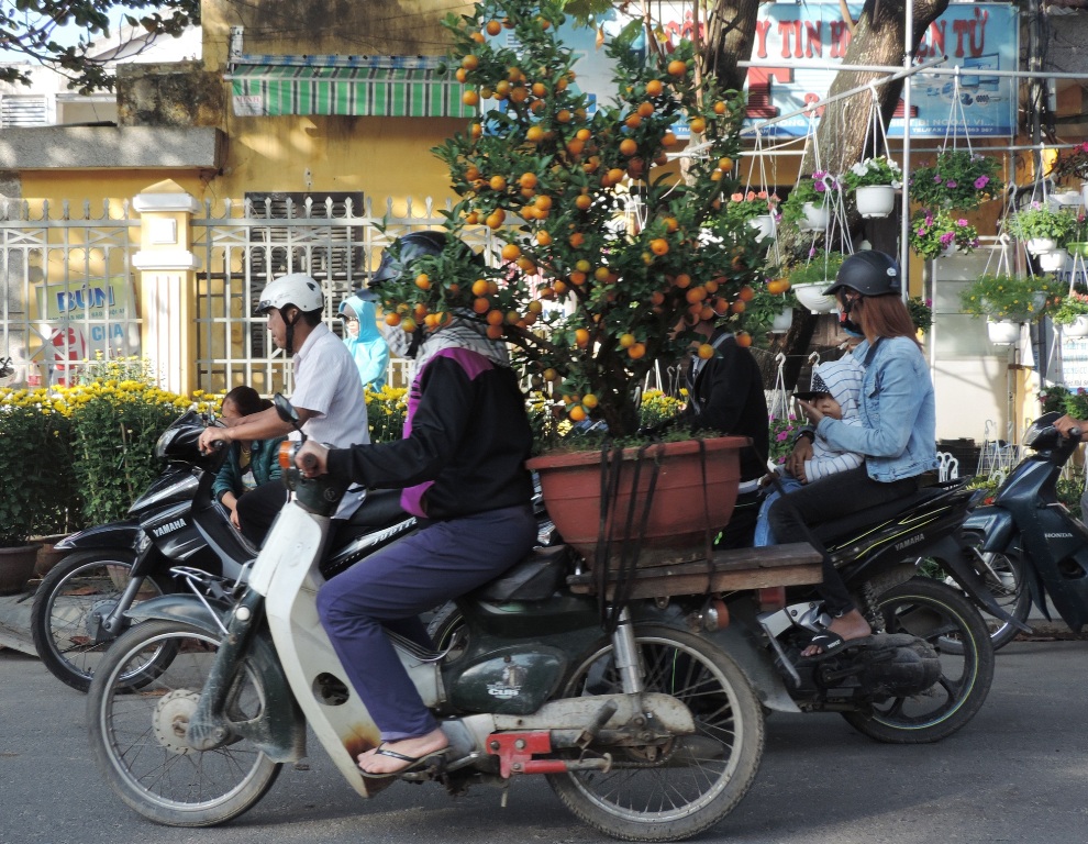 Cũng sắm chậu hoa, chậu quất cho nh&agrave; th&ecirc;m Xu&acirc;n
