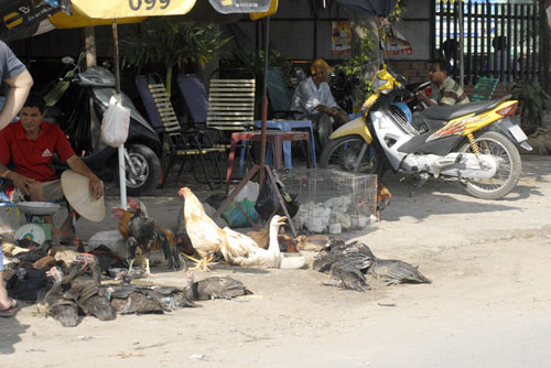 Cúm H7N9 áp sát Việt Nam