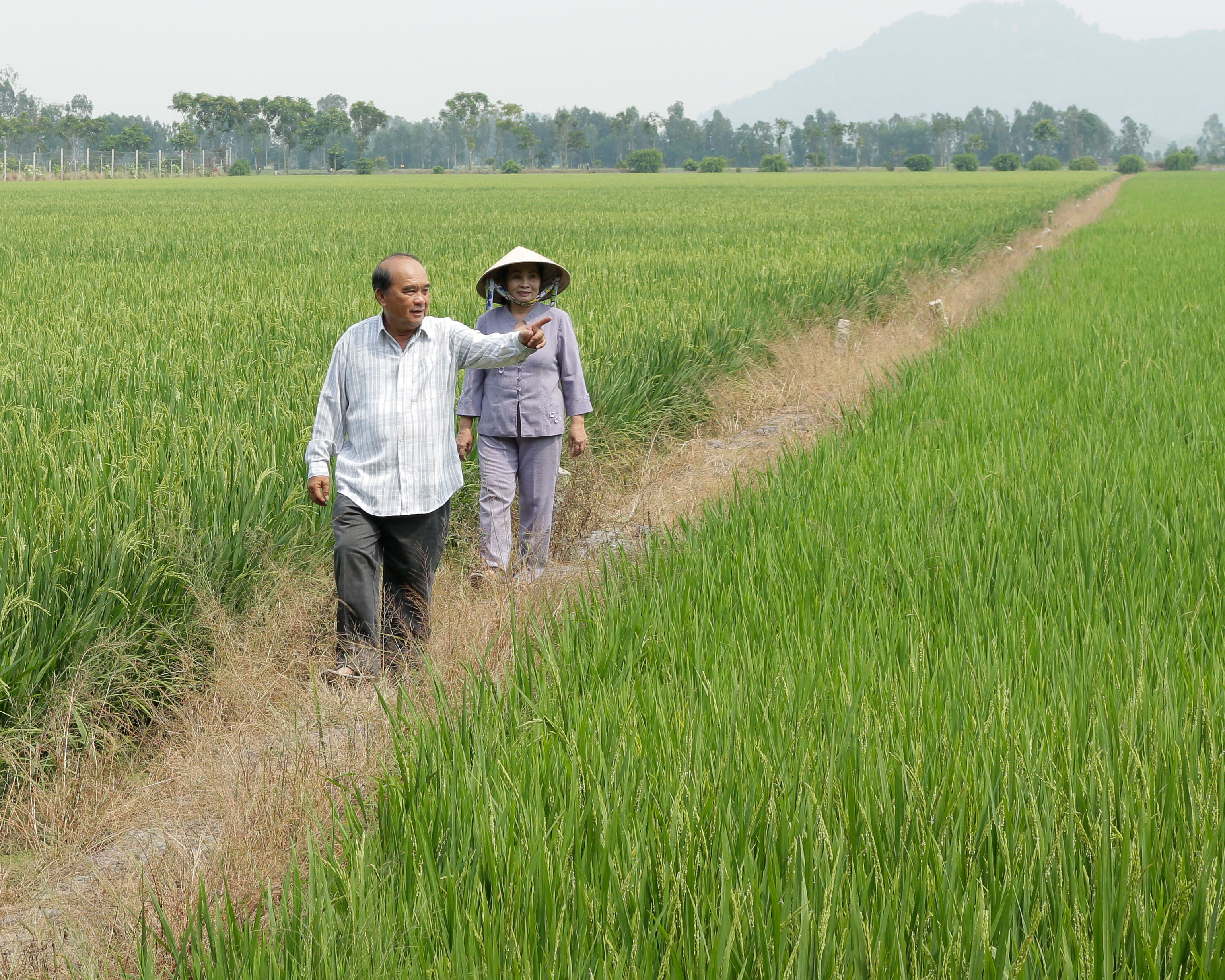 Nông dân chuyên nghiệp