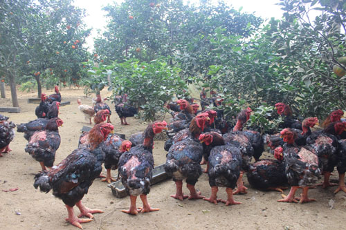 Làm giàu bằng giống gà tiến vua