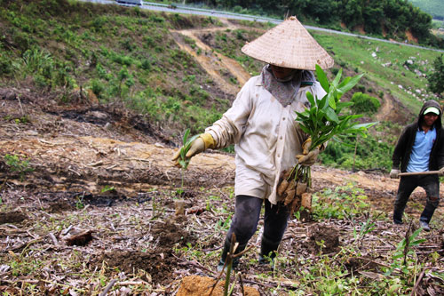 Sau khi nhường chỗ cho thủy điện, chỉ một diện tích nhỏ rừng được trồng thay thế Ảnh: Cao Nguyên