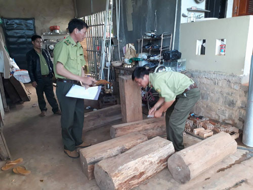 Gỗ thông đỏ quý hiếm trong nhà trưởng ban quản lý rừng