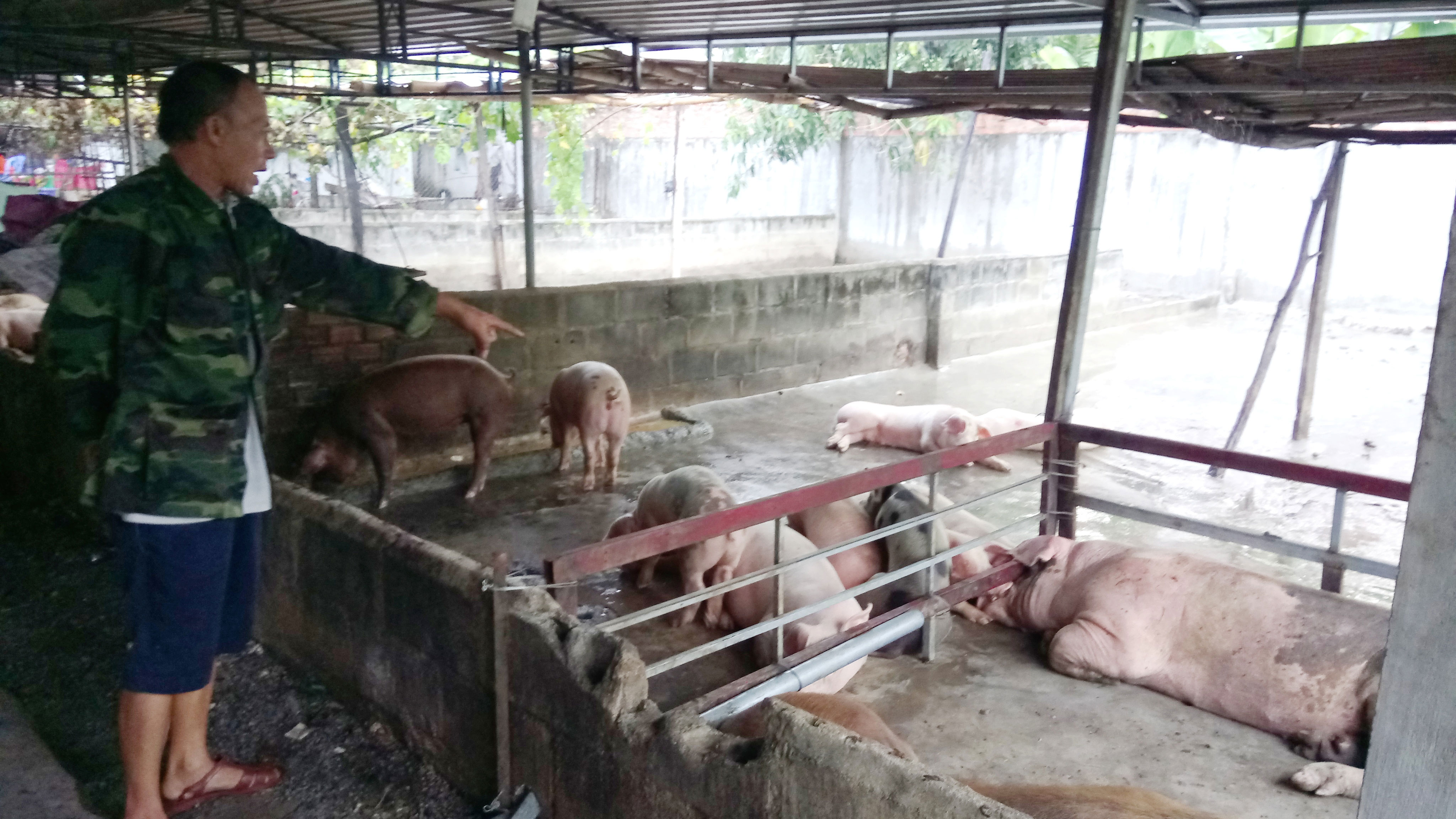 Dịch bệnh gia súc, gia cầm trở lại