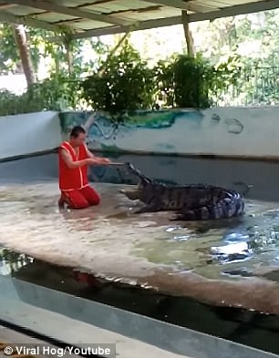 Nghệ sĩ xiếc bị cá sấu cắn khi biểu diễn - Ảnh 1.