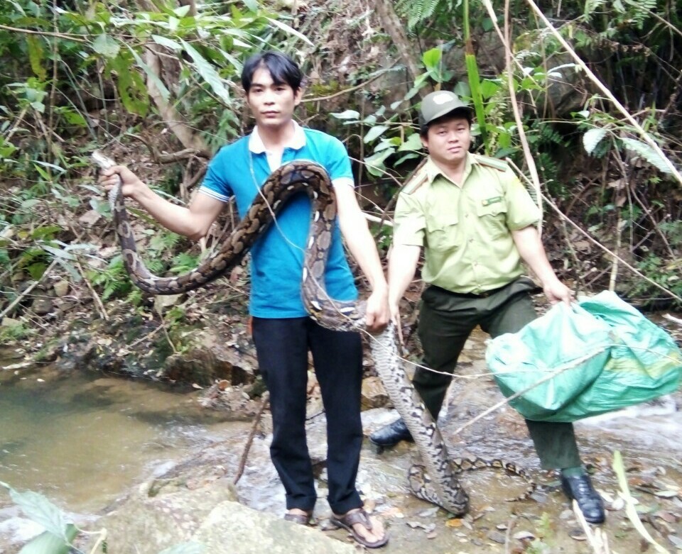 Một đầu bếp thả trăn gấm 17kg về khu bảo tồn