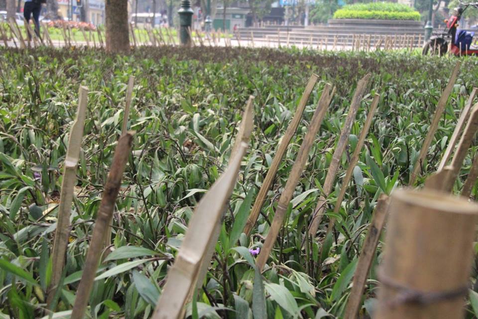 
Cọc tre sắc nhọn được cắm th&agrave;nh nhiều lớp
