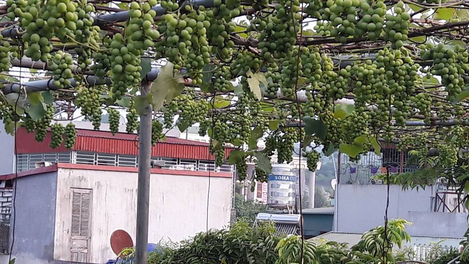 35m2 sân thượng thu 2 tạ nho